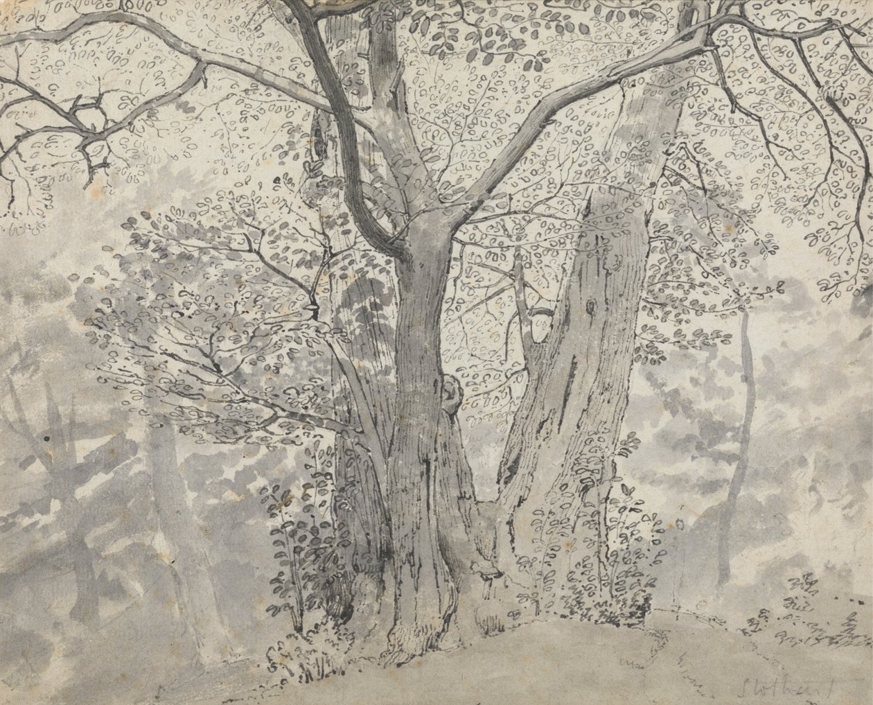 Studio di Albero da Thomas Stothard