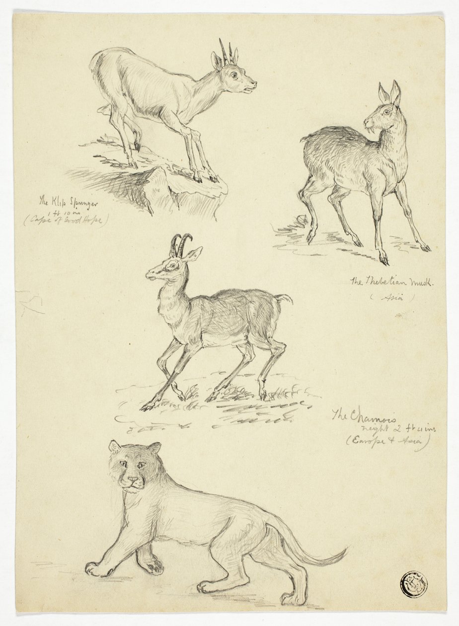 Camoscio, Muschio, Klipbok e Leone da Thomas Uwins