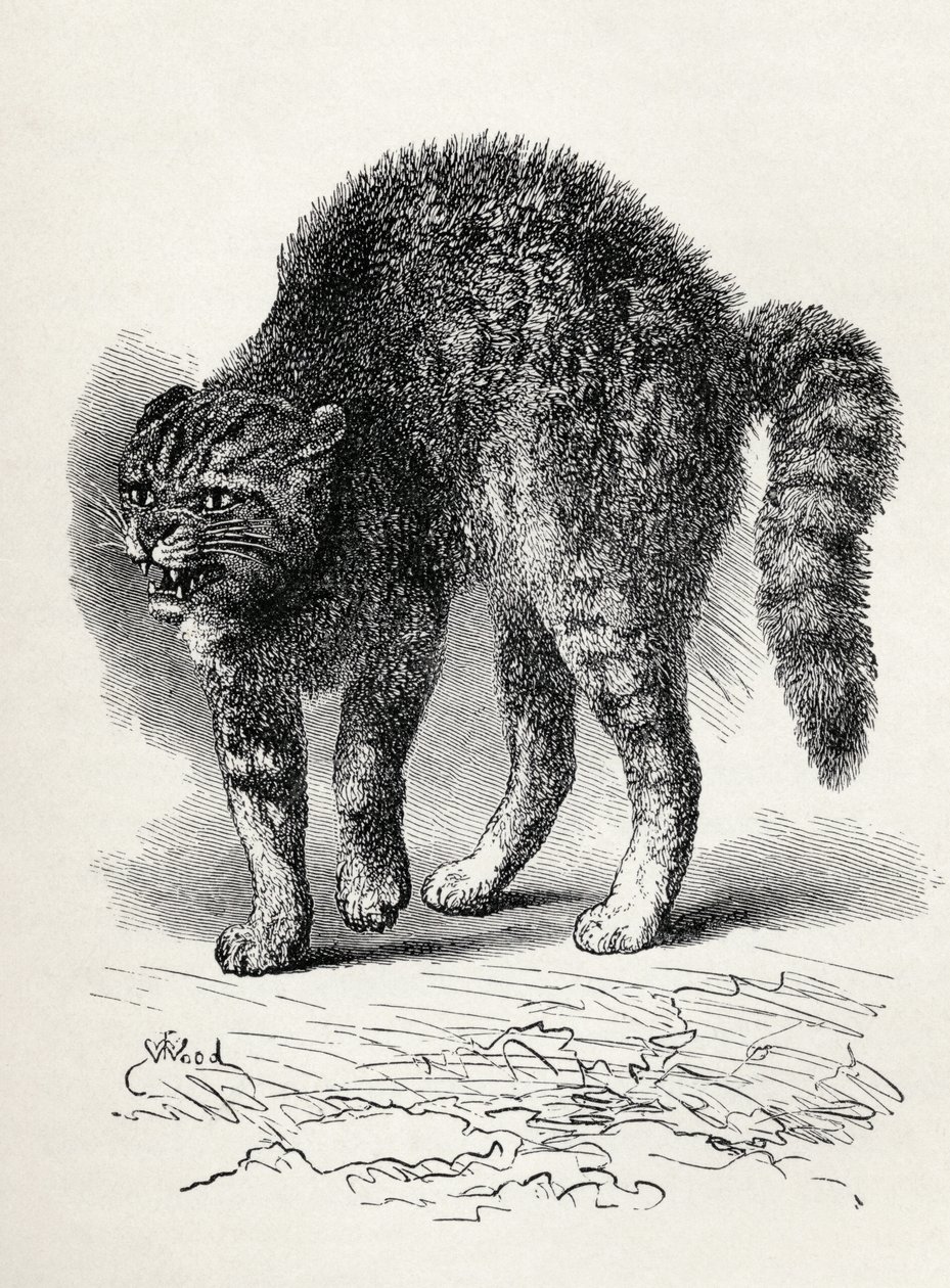 Gatto terrorizzato da un cane, da 