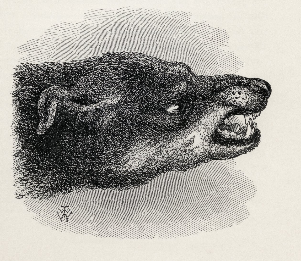 Testa di cane ringhiante, da 