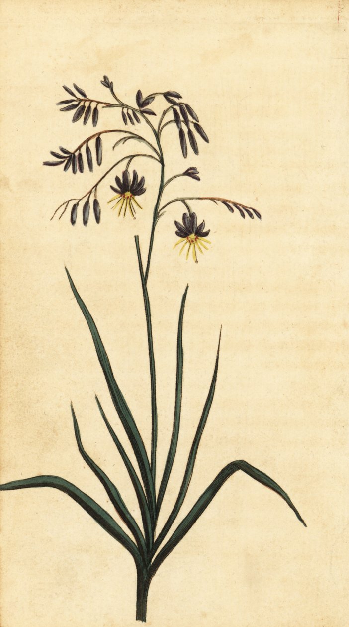 Fiore di roccia del Nuovo Galles del Sud, Australia da Thomas Watling