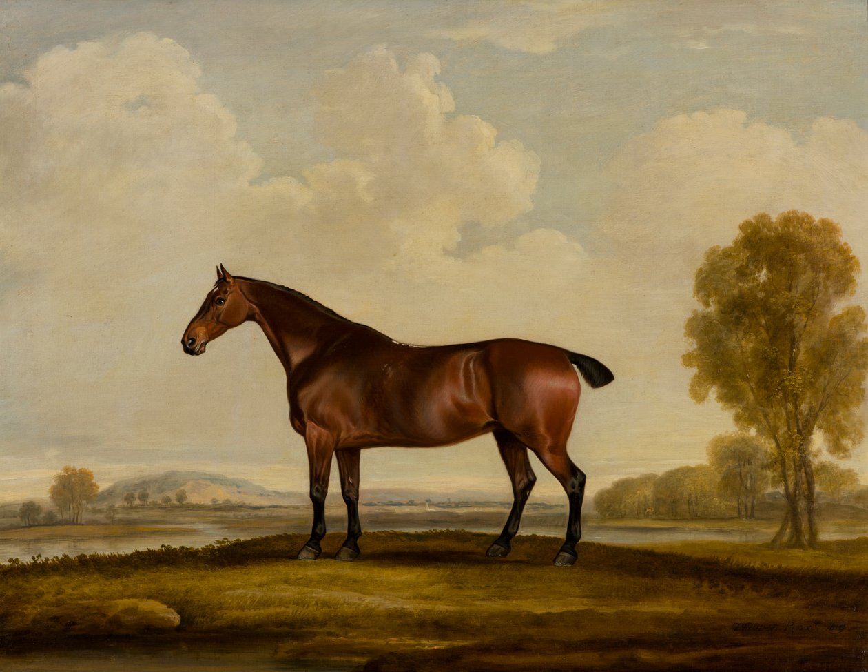 Georgiana: un cavallo da Thomas Weaver
