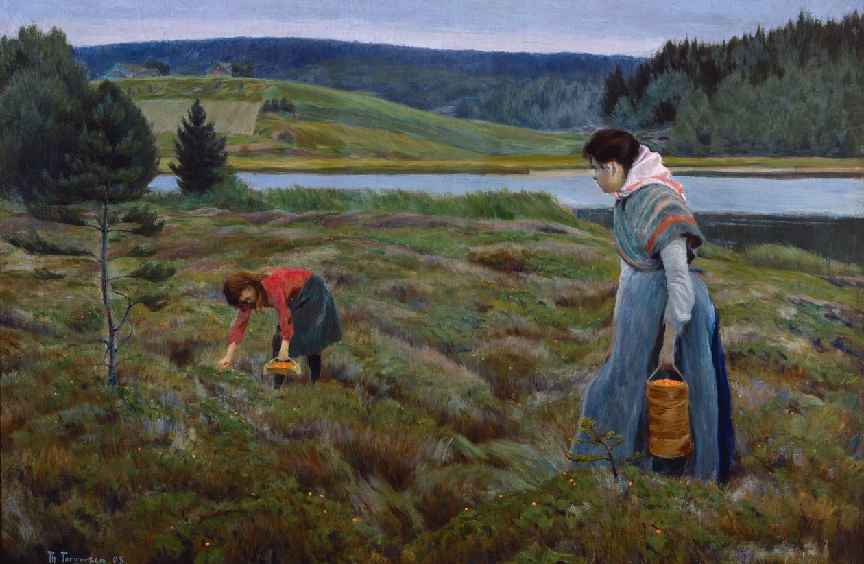 Raccolta di more artiche da Thorvald Torgersen