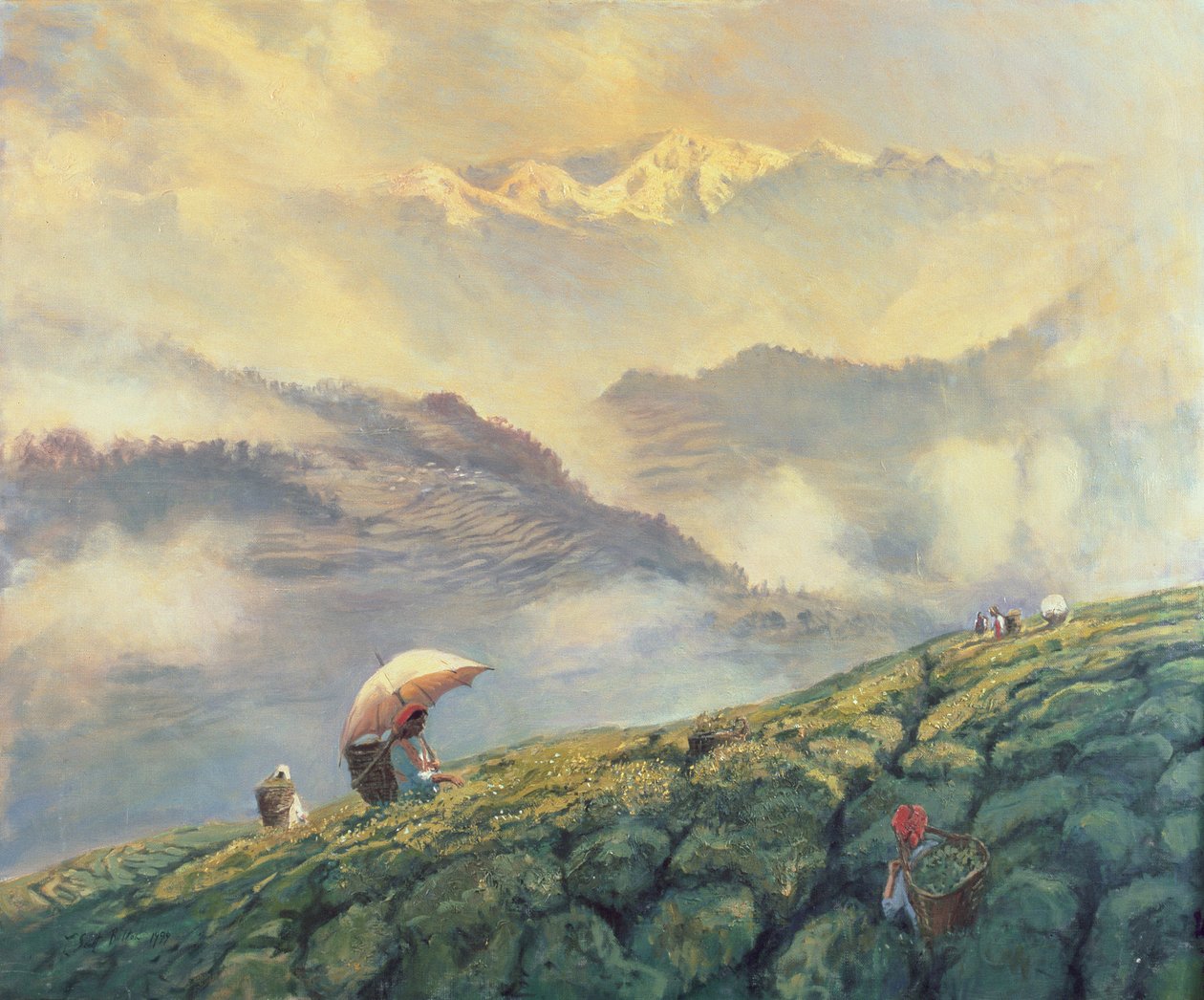 Raccolta del Tè, Darjeeling, India, 1999 da Tim Scott Bolton