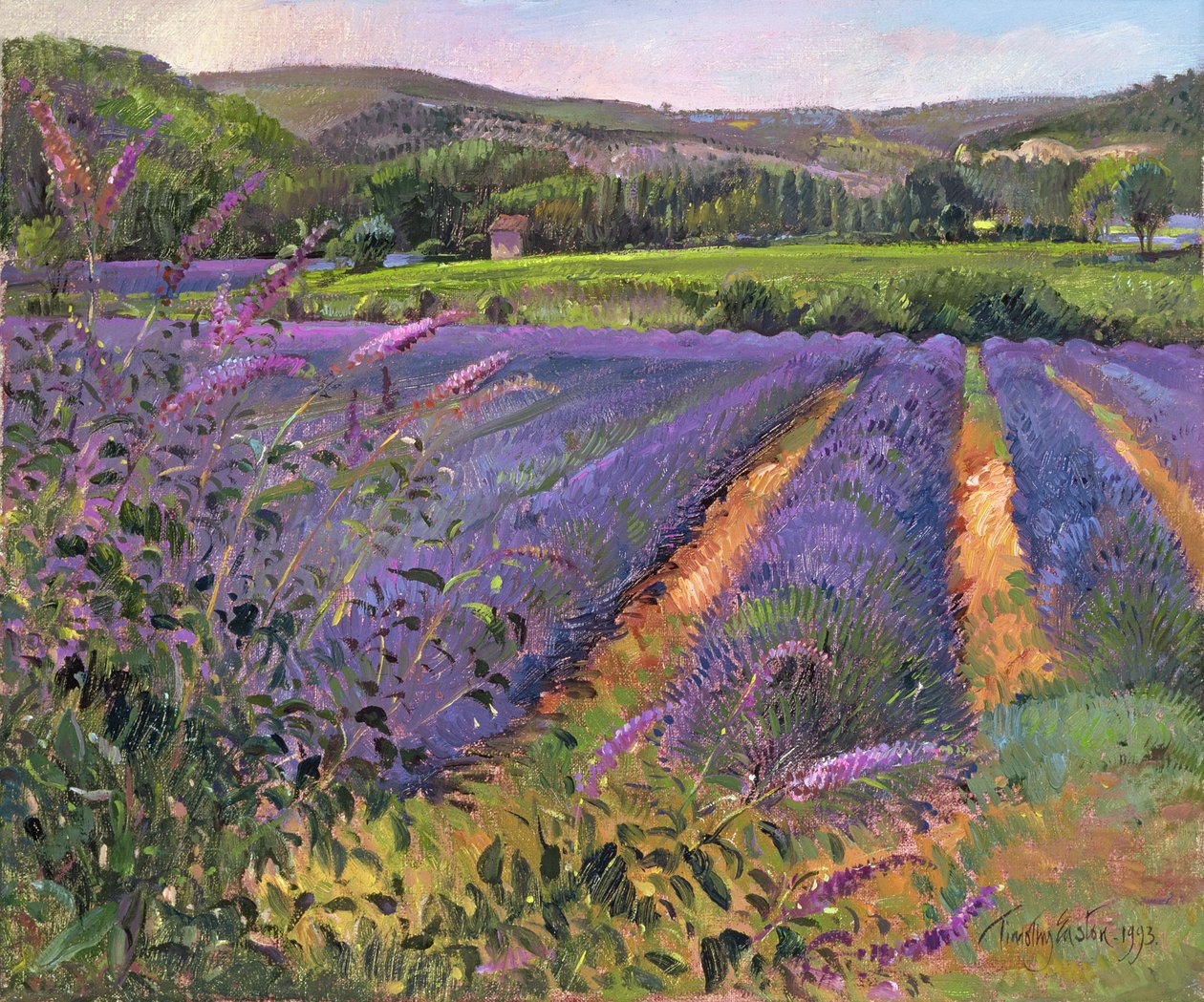Campo di Buddleia e Lavanda, Montclus, 1993 da Timothy Easton