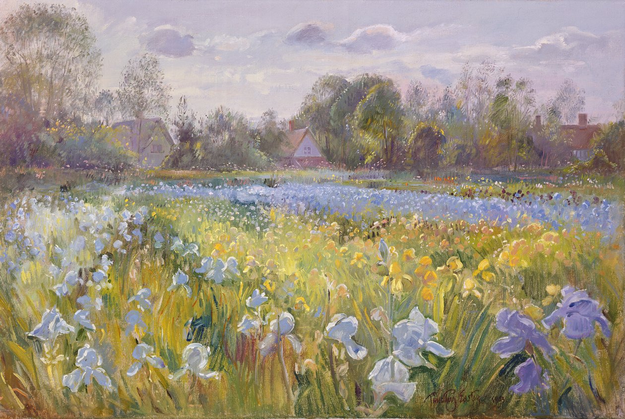 Campo di iris nella luce della sera da Timothy Easton