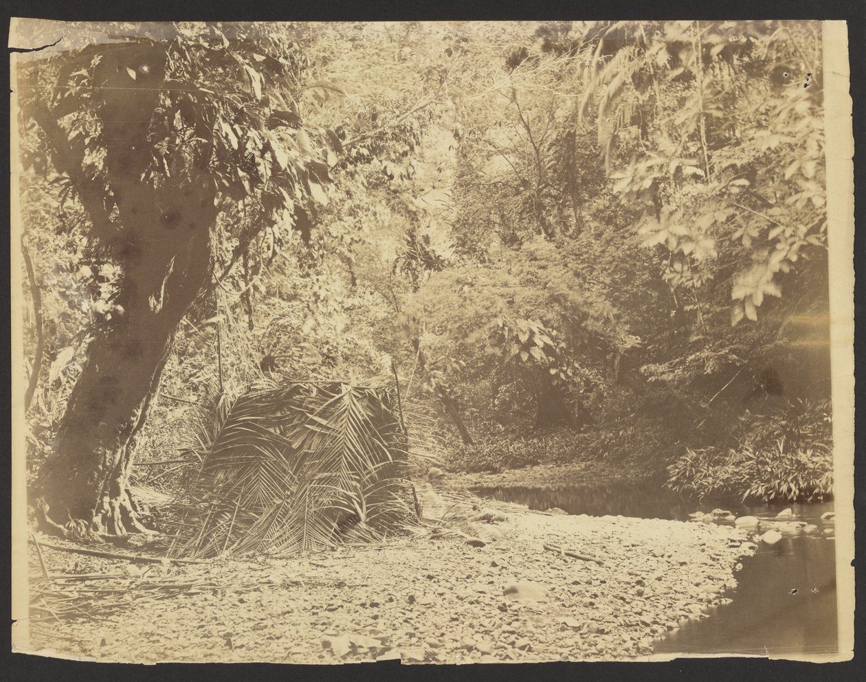 [Scena di giungla: Vista di una capanna con tetto di paglia e fronde di palma, Istmo di Darién (Panama)]. da Timothy H. OSullivan
