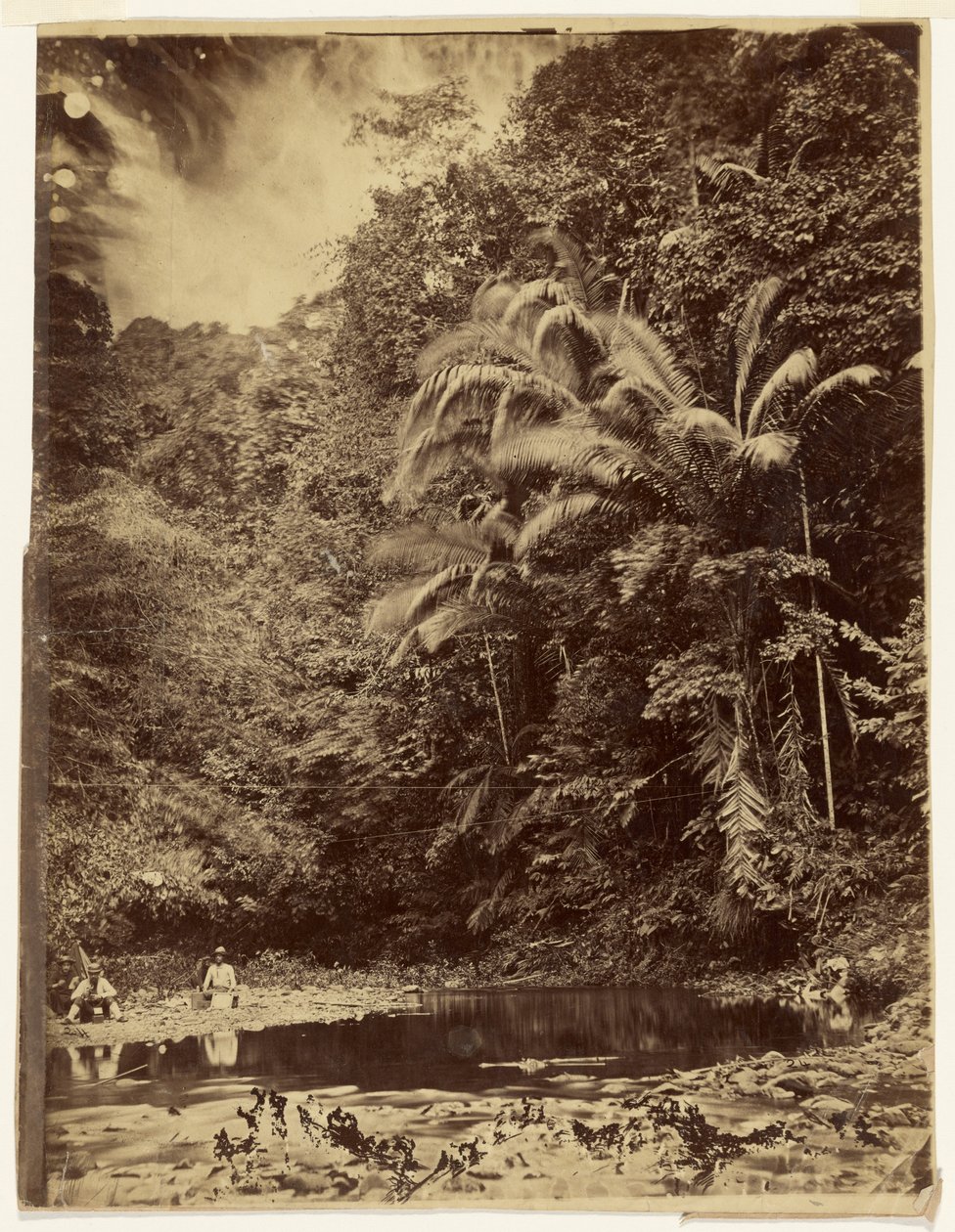 [Scena nella giungla con palme e altra vegetazione rigogliosa, Spedizione del Darién, Istmo di Panama] da Timothy H. O