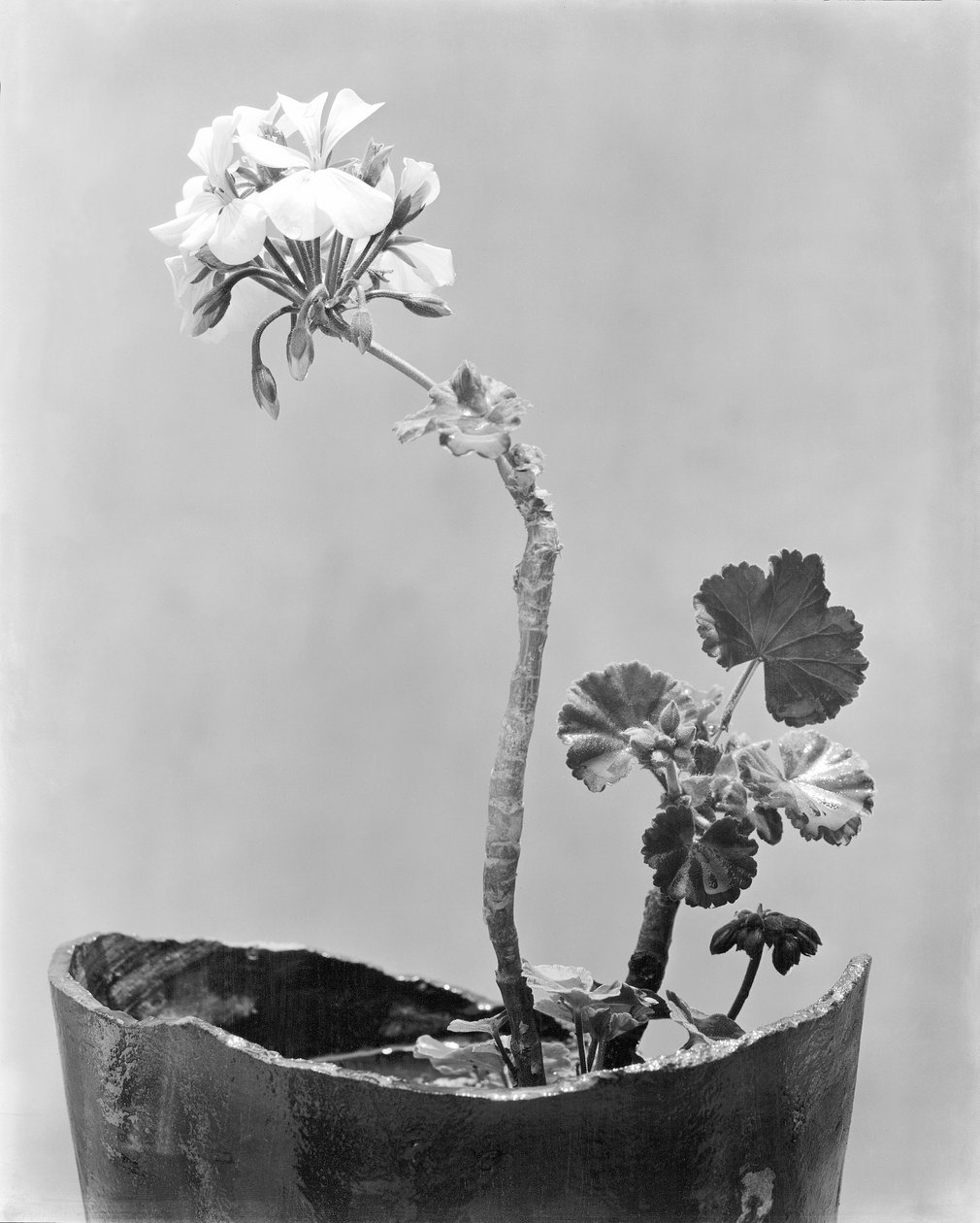 Geranio, Città del Messico, c.1924 da Tina Modotti