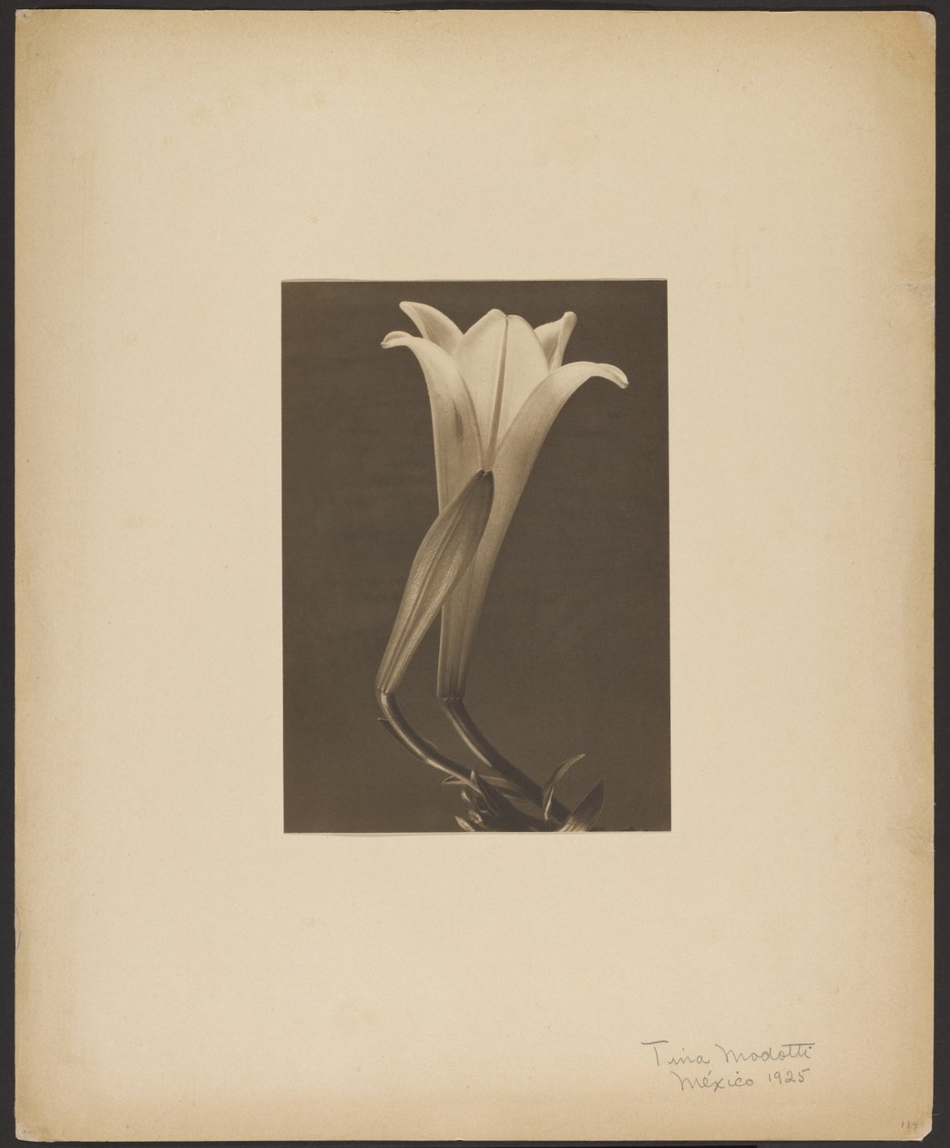 N. 1. da Tina Modotti