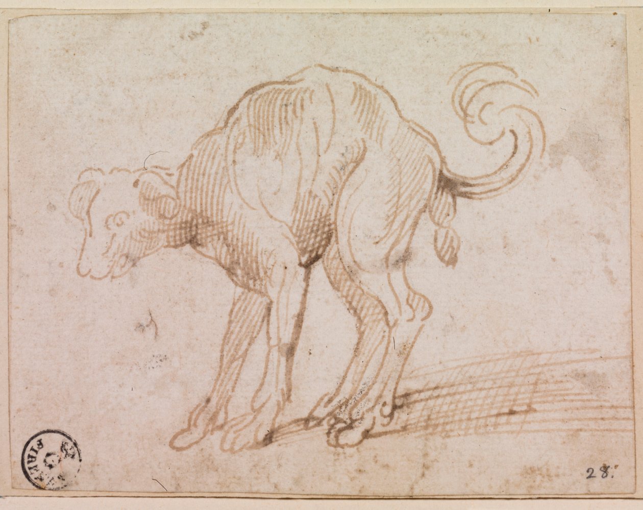 (dettaglio) di un cane che attraversa il Mar Rosso da Titian (c.1488 1576)