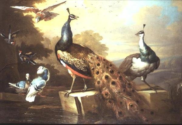 Pavone e pavoncella in un paesaggio da Tobias Stranover