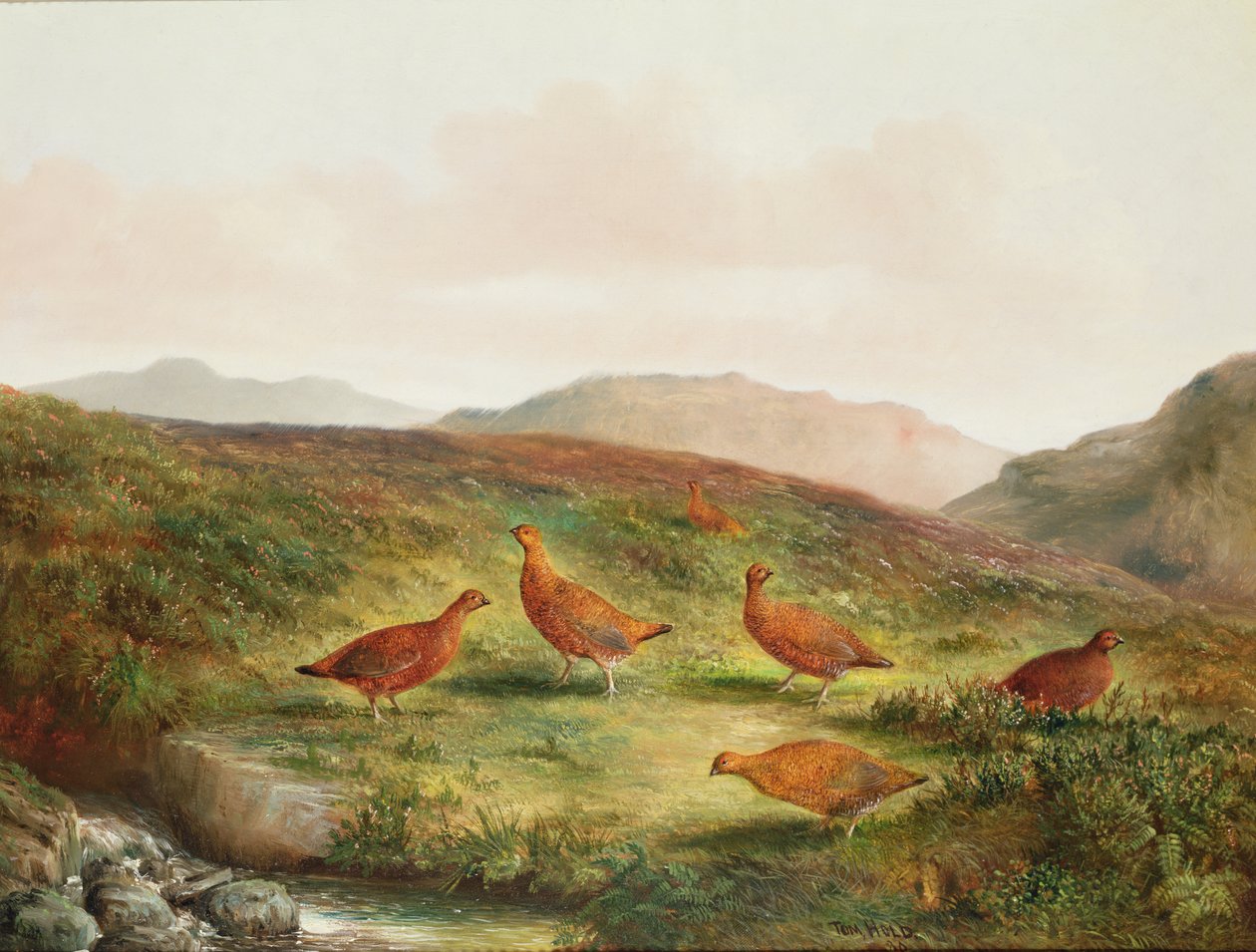 Gallo cedrone in un paesaggio di brughiera da Tom Hold