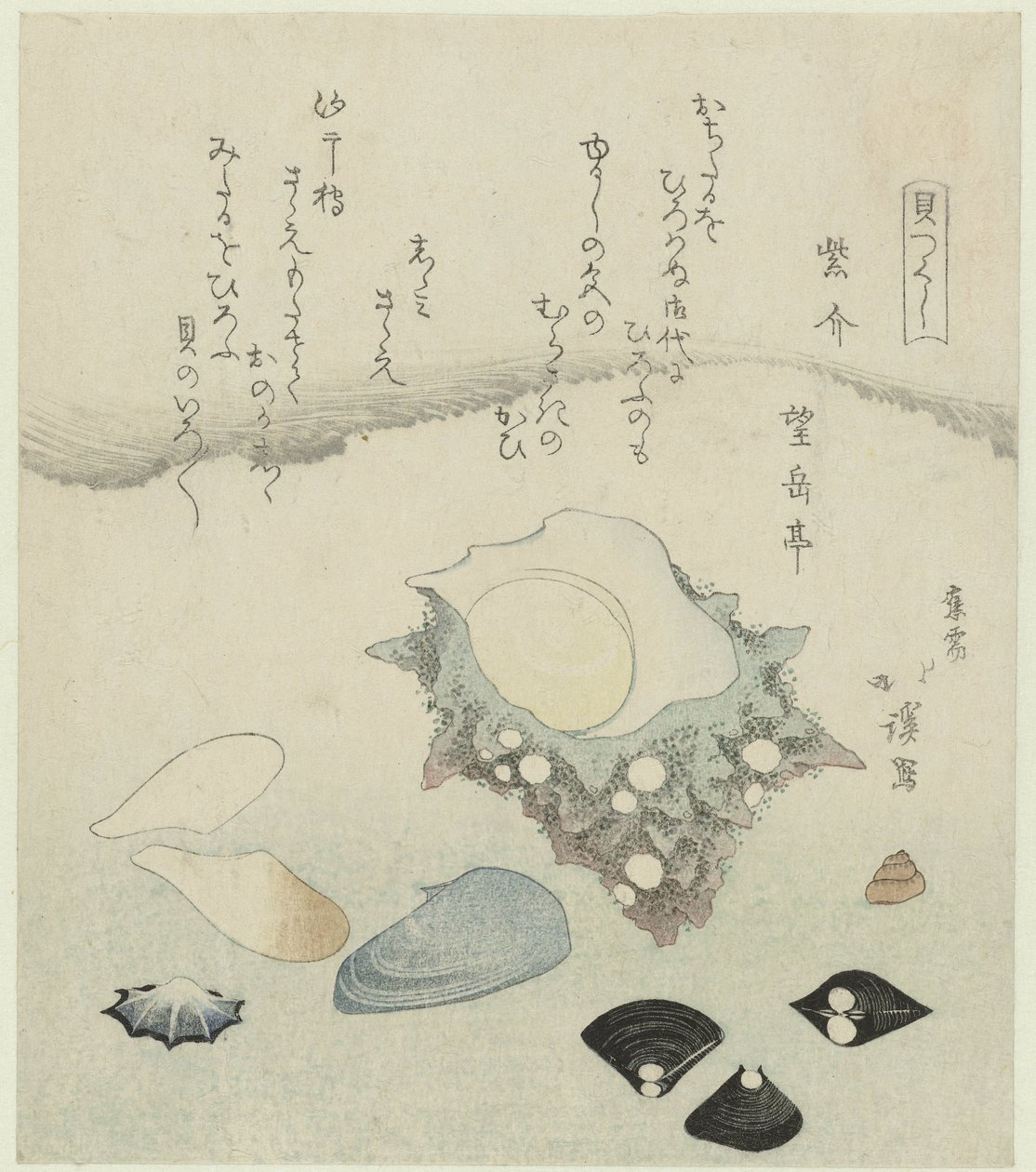 Conchiglia viola, vongole d