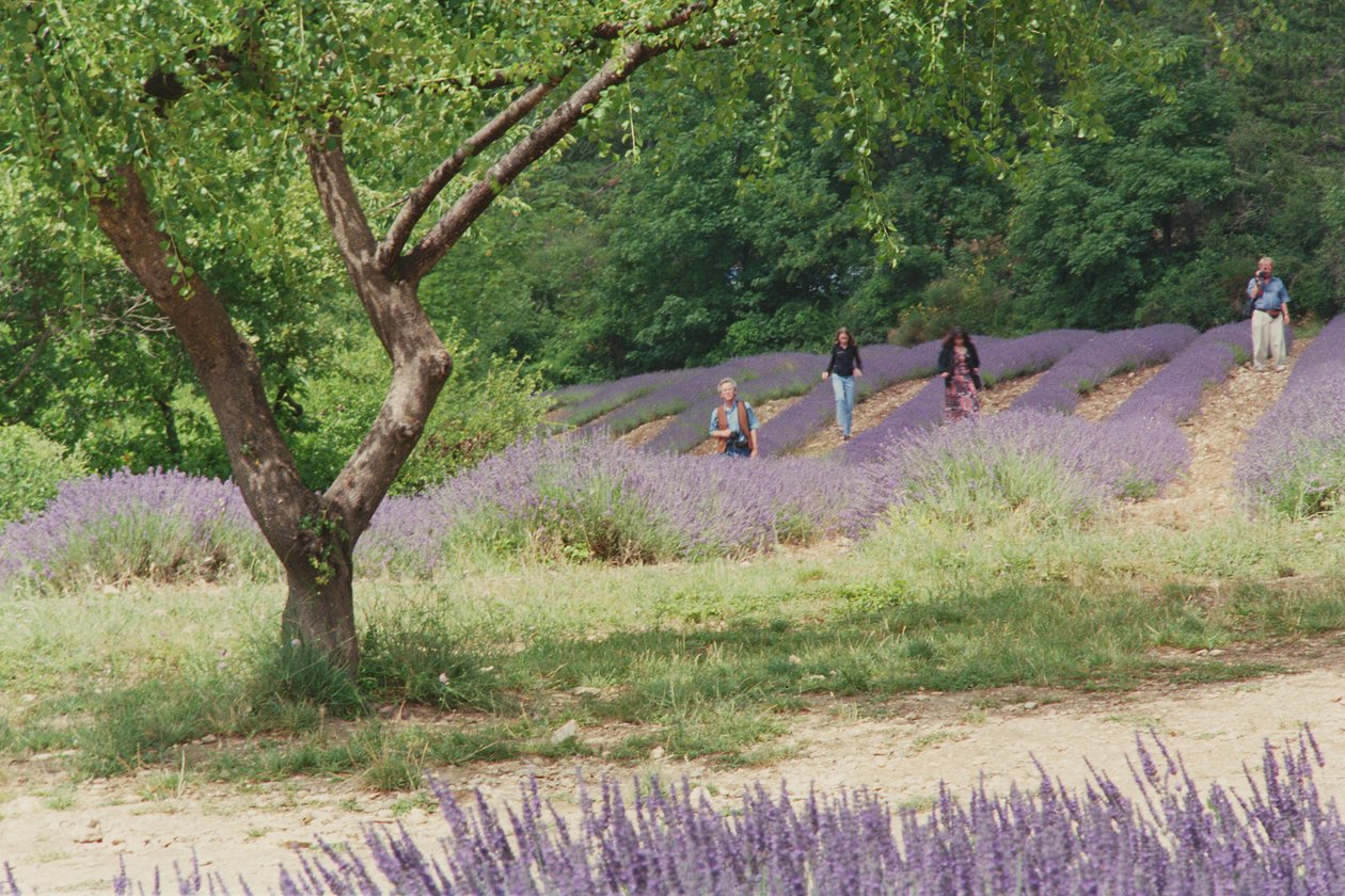 Albero nel campo di lavanda, nei giardini dell