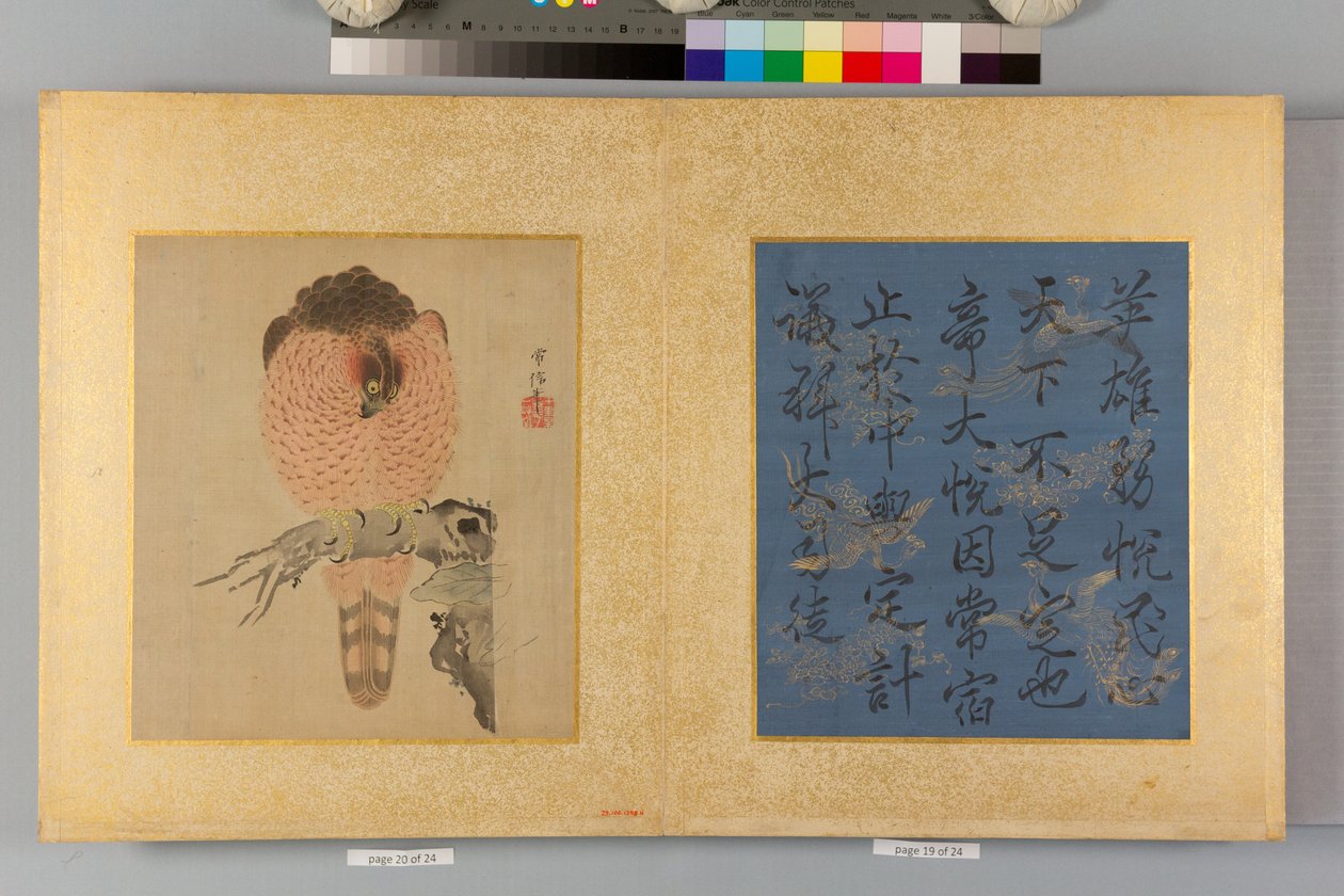 Album di falchi e calligrafia da Tsunenobu Kano