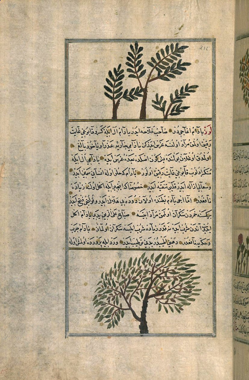 Un albero di incenso sopra un albero di mandorlo, da un trattato di Zakariya ibn Muhammad al-Qazwini da Turkish School