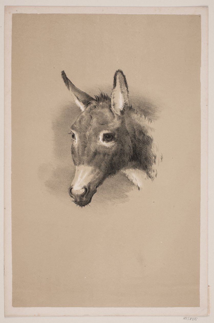 Testa d