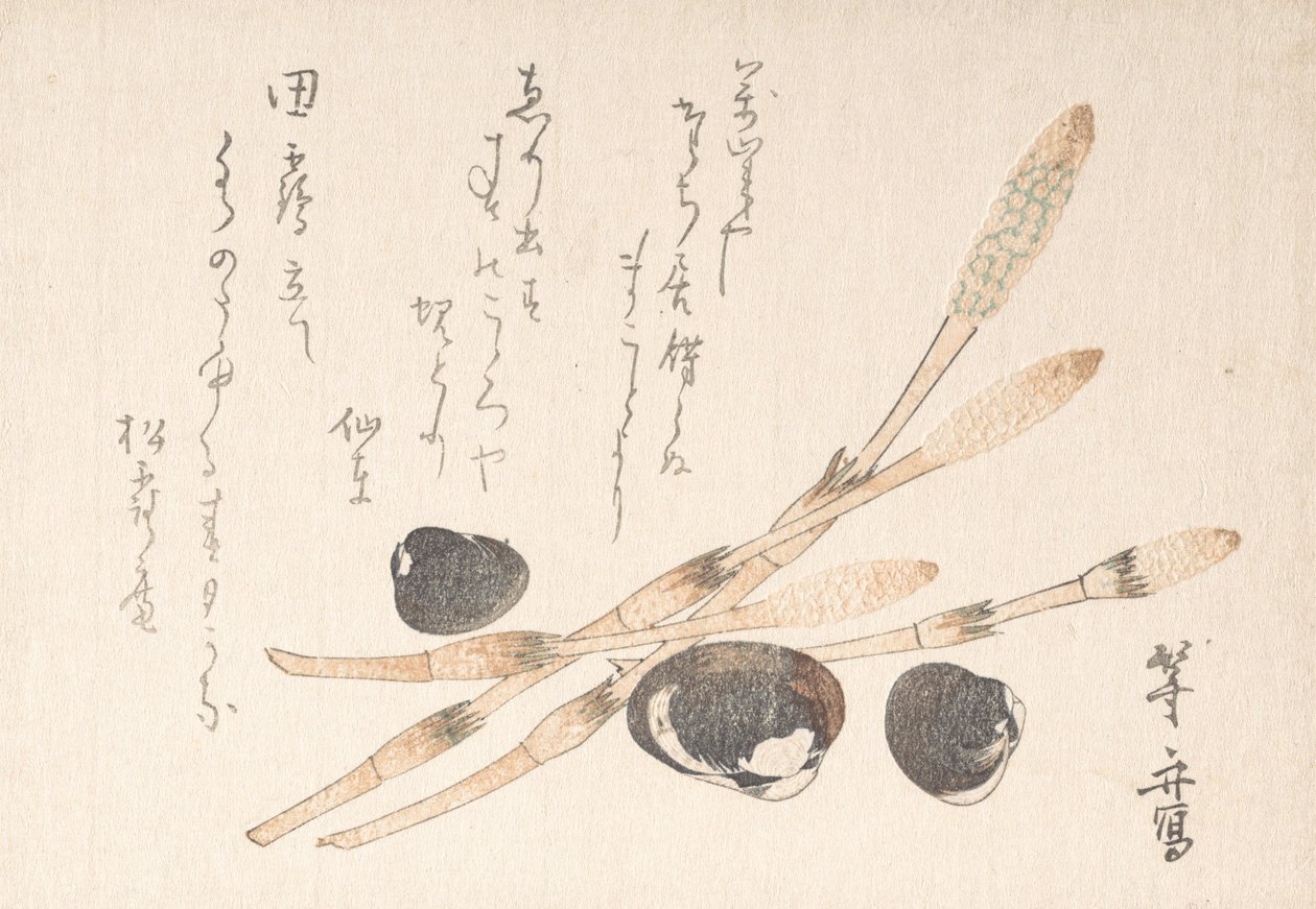 Pianta di Tsukushi e conchiglie di Shijimi da Uematsu Toshu