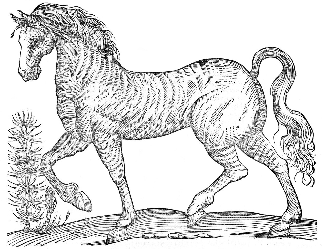 De quadrupedibus solidipedibus volumen integrum da Ulisse Aldrovandi