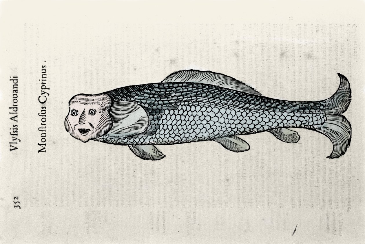 Rappresentazione di pesci di Nicolas Plate illustrata con un manoscritto di Storia Naturale di Ulisse Aldrovandi (1522-1605), fondo Ulisse Aldrovandi, Biblioteca Universitaria di Bologna, ed. 1603 da Ulisse Aldrovandi