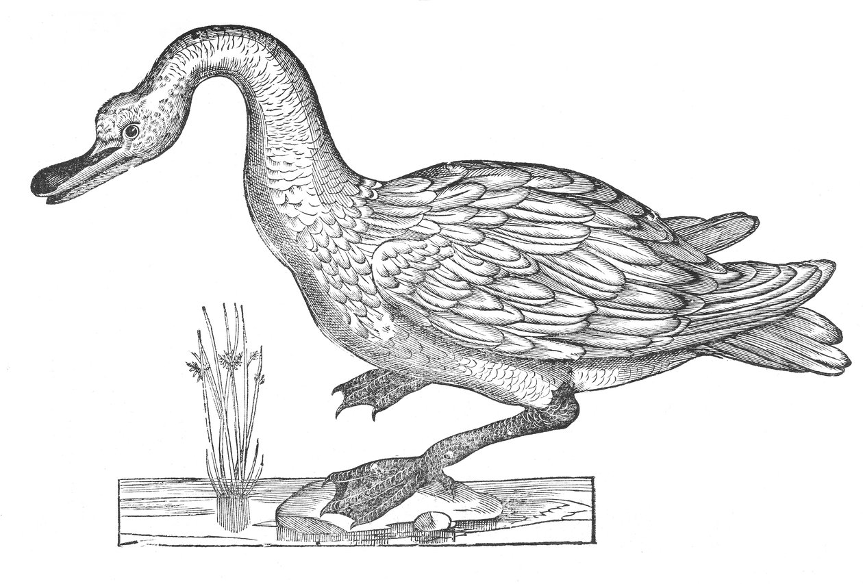 Ornitologiae hoc est de avibus historiae libri XII da Ulisse Aldrovandi