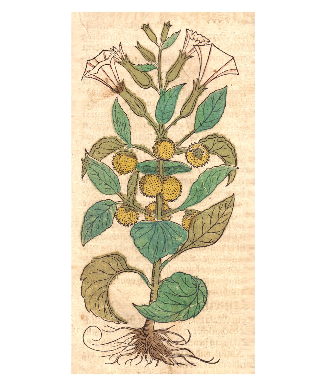 Illustrazione di Datura metel da Unbekannt Unbekannt