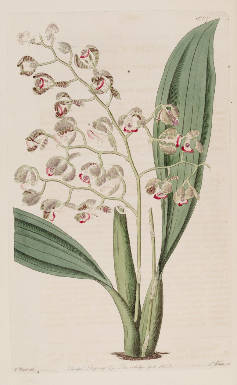 Illustrazione di Oncidium pubes da Unbekannt Unbekannt