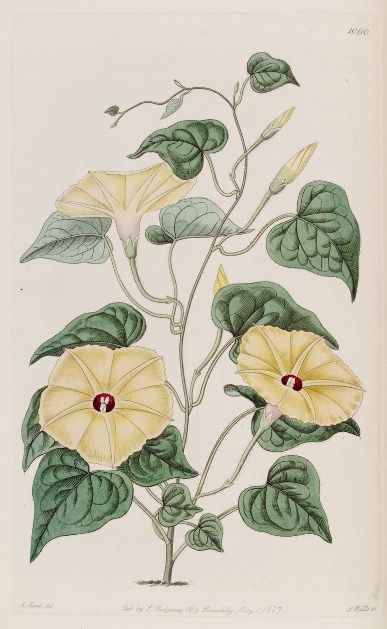 Ipomoea ochracea da Unbekannt Unbekannt
