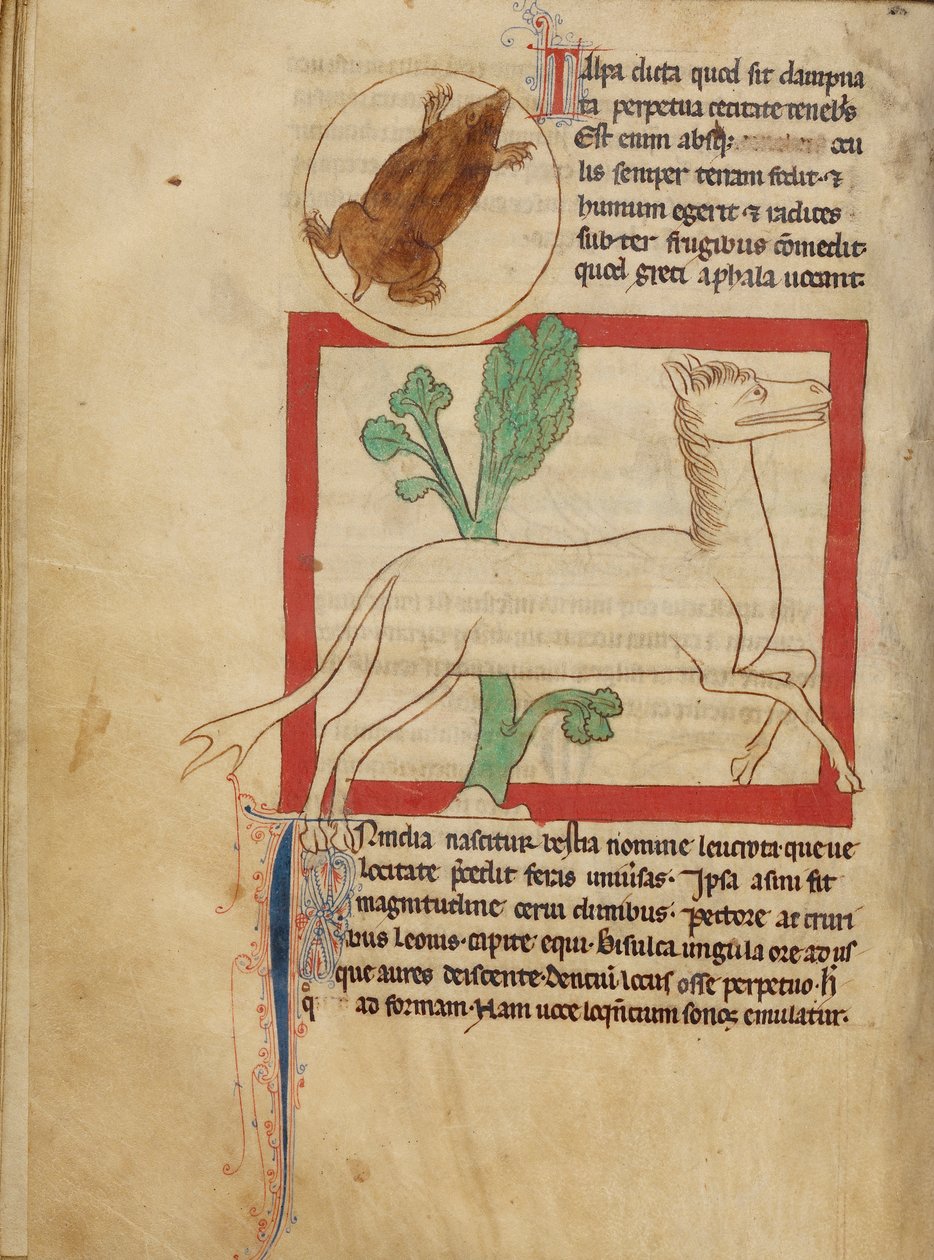 Bestiario di Northumberland - Una talpa da Unbekannt Unbekannt