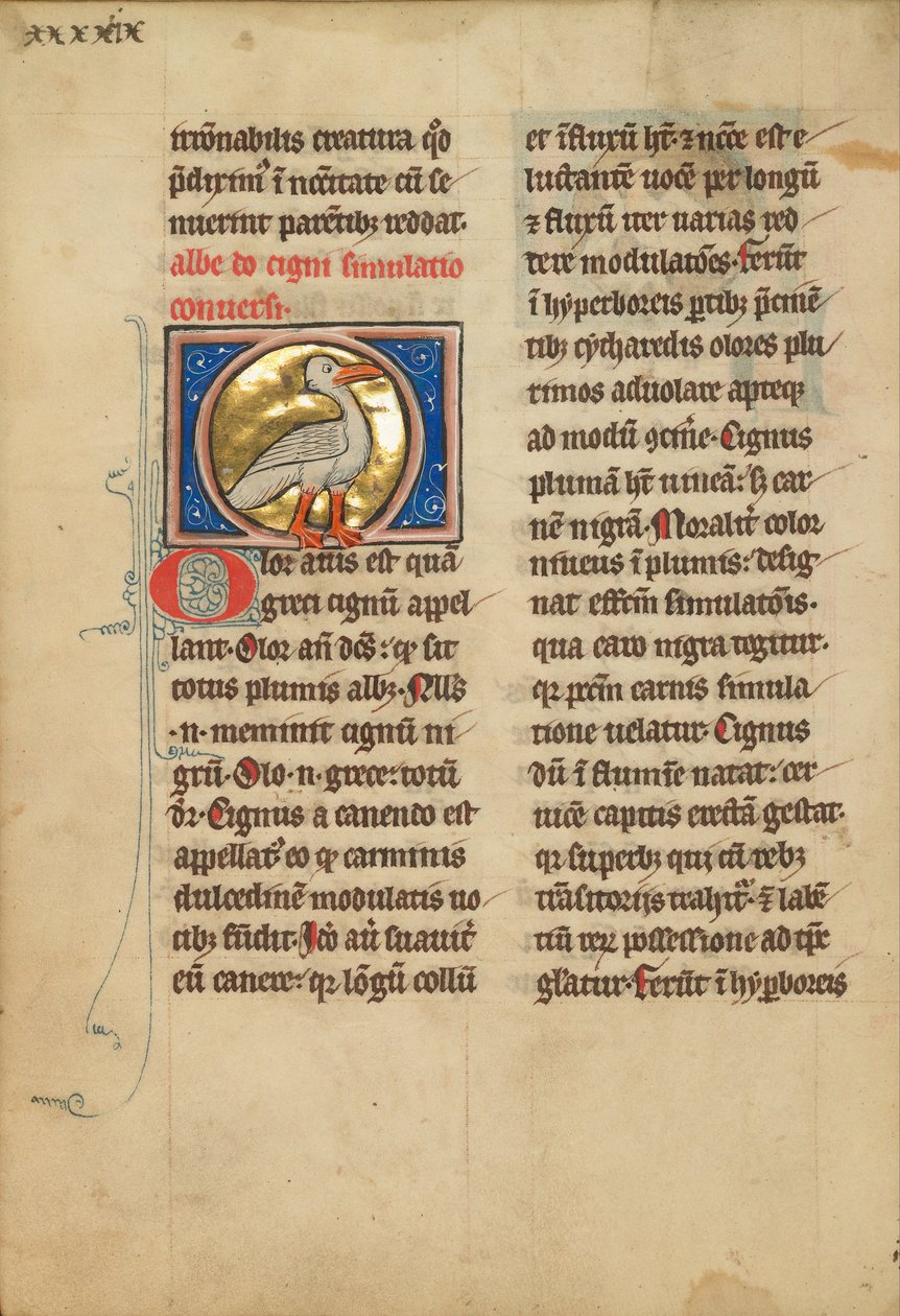 Un cigno da Unbekannt Unbekannt