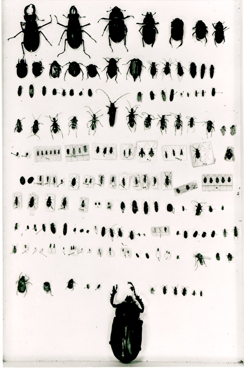 La collezione di insetti di Darwin da Unbekannt Unbekannt