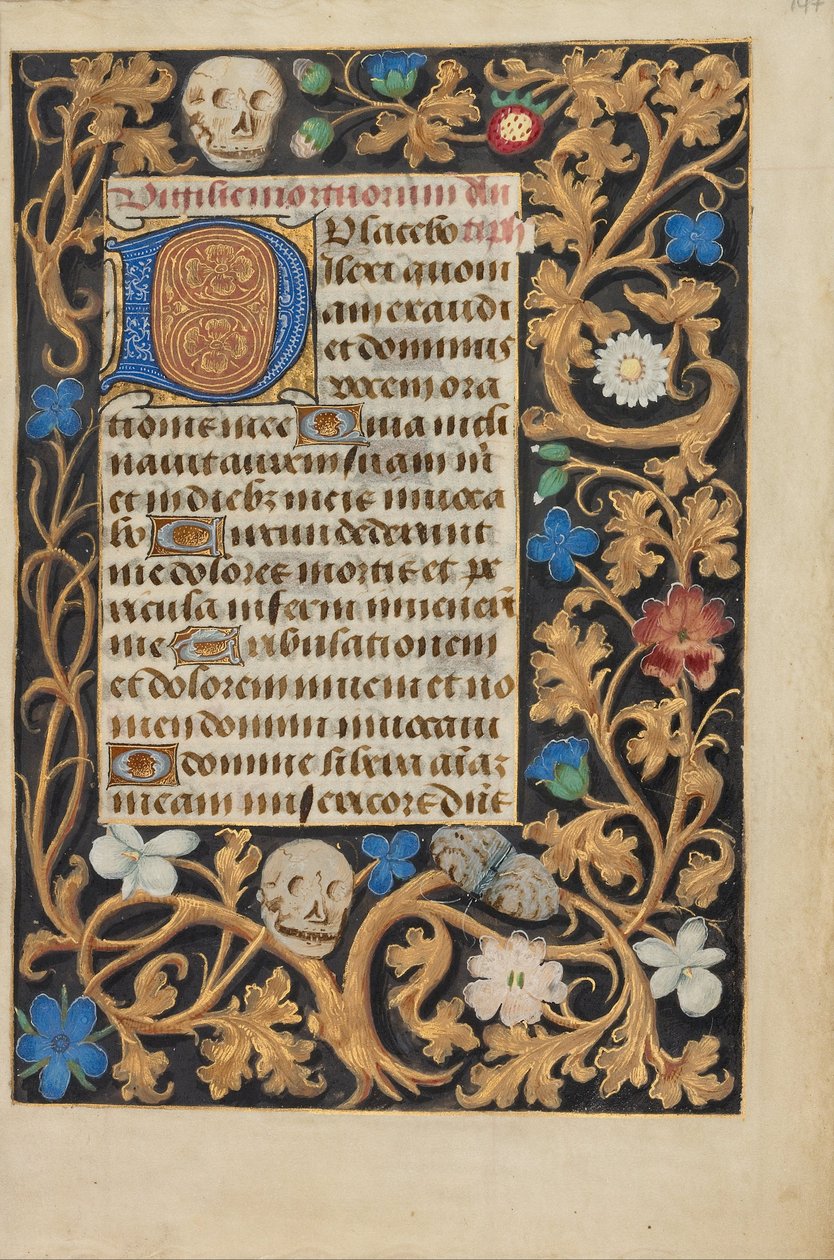 Iniziale decorata D da Unbekannt Unbekannt
