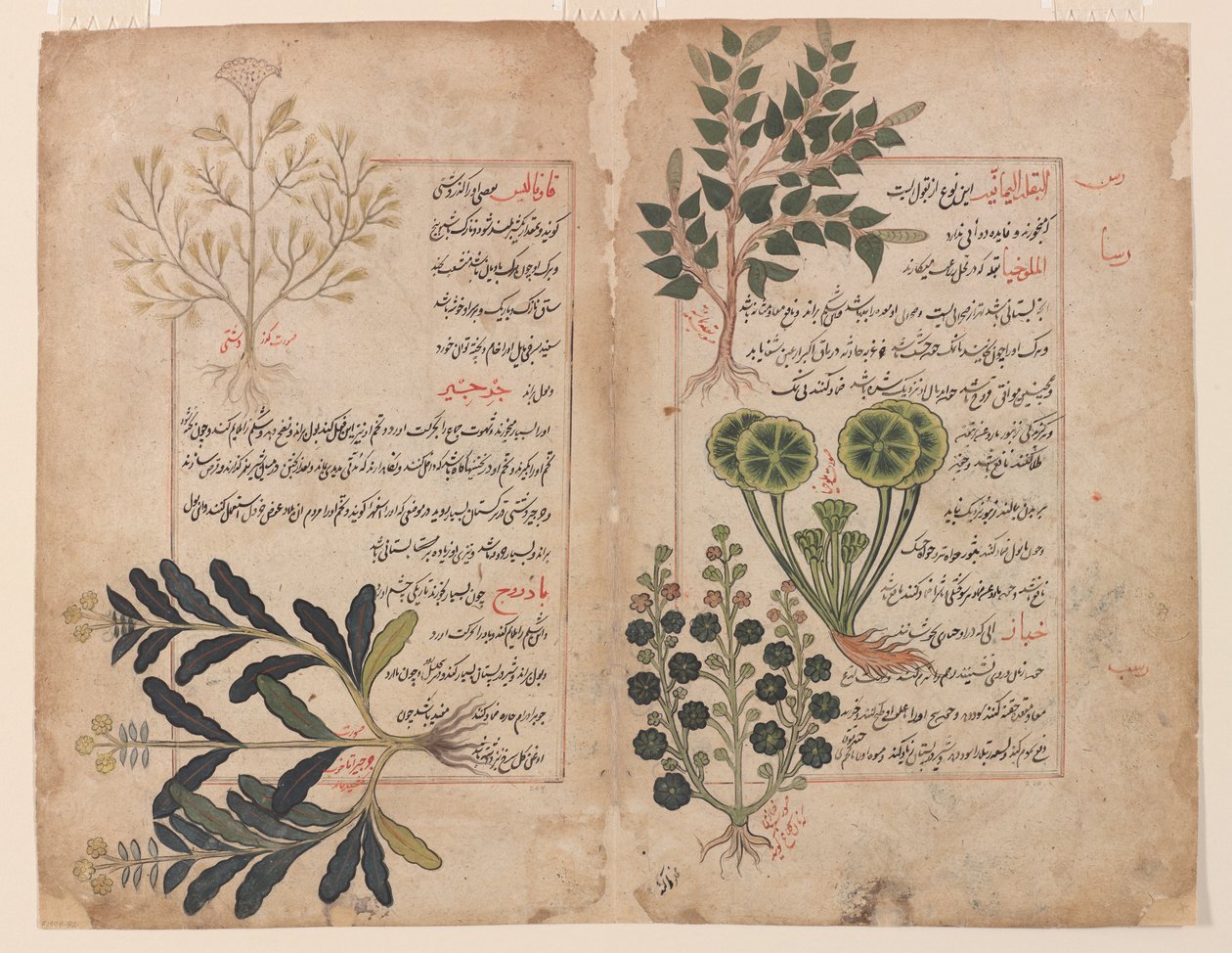 Doppio foglio da un Kitab-i hashaish (Il libro delle erbe) da Unbekannt Unbekannt