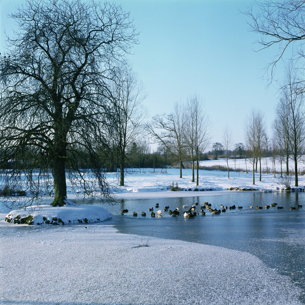 Anatre nella neve vicino a Finchingfield, Essex da Unbekannt Unbekannt