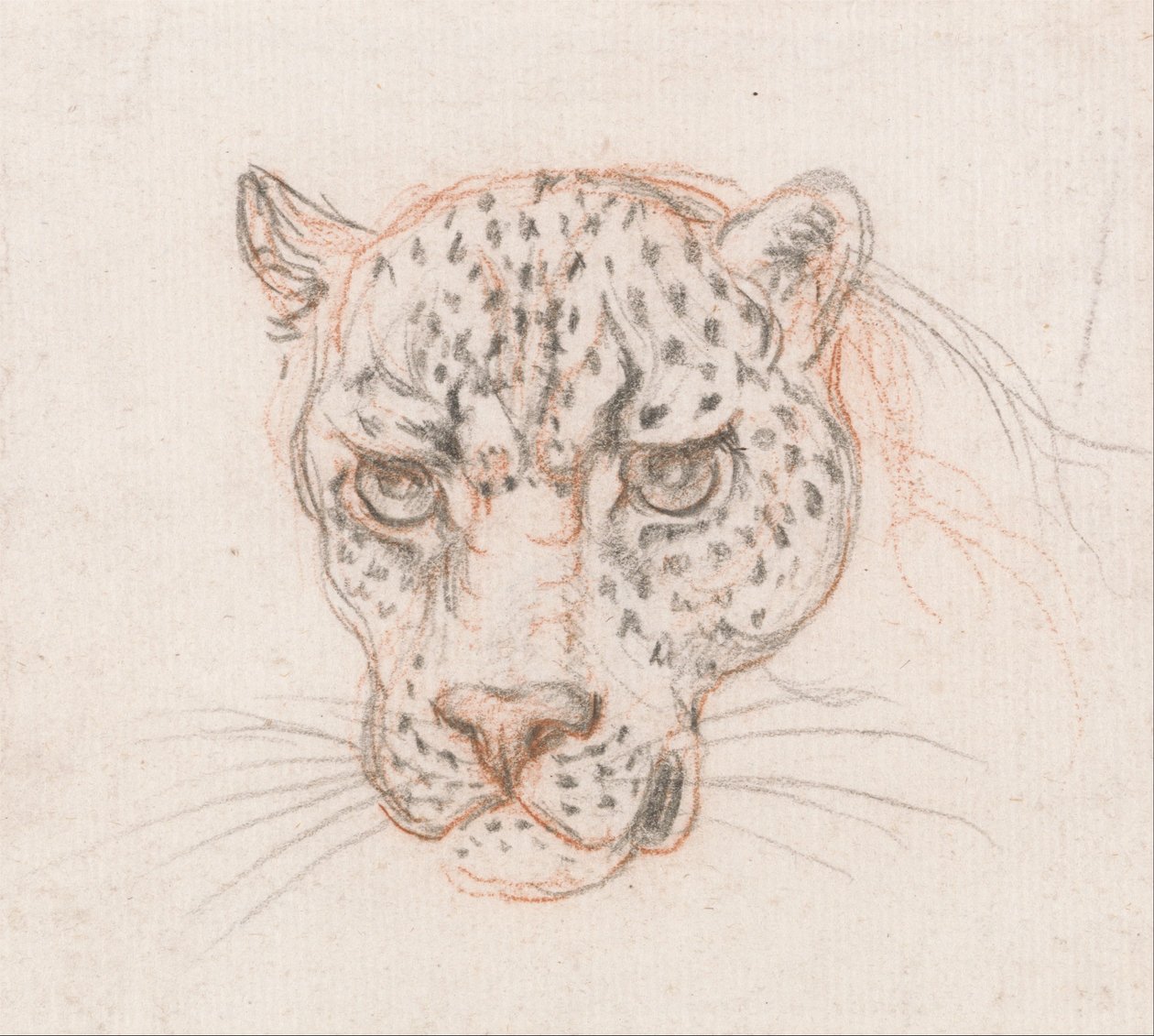Testa di un leopardo da Unbekannt Unbekannt