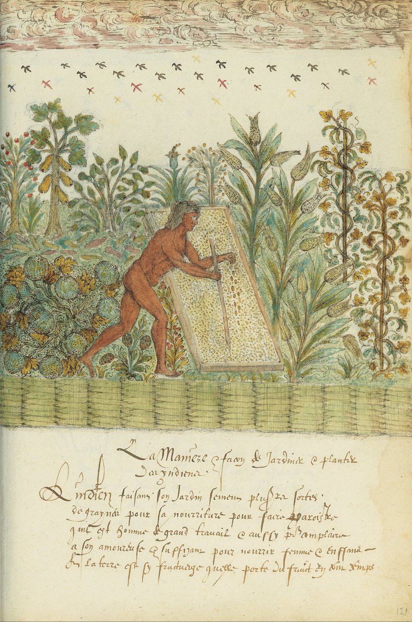 Histoire Naturelle des Indes da Unbekannt Unbekannt