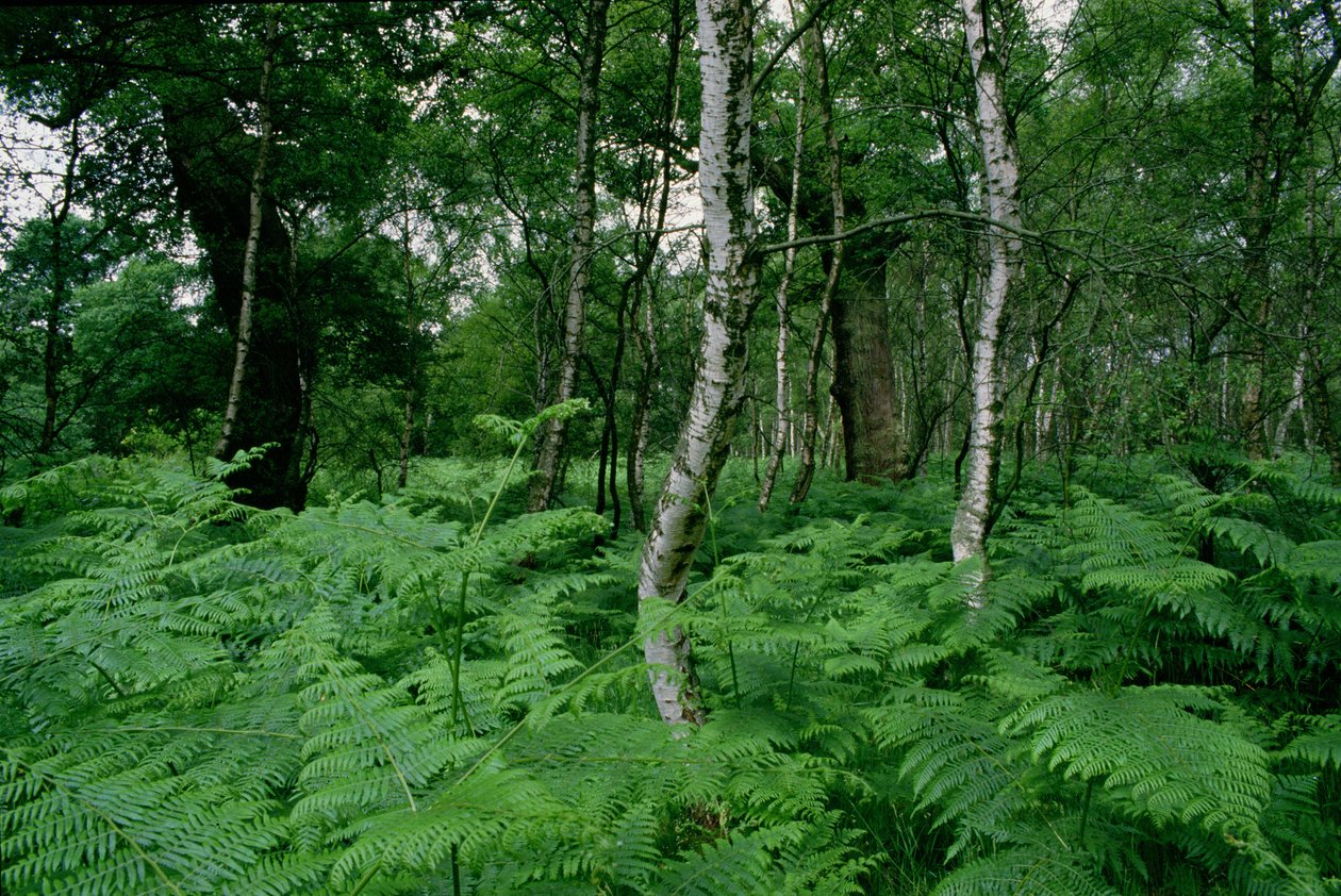 Betulle argentate e felci, Foresta di Sherwood da Unbekannt Unbekannt
