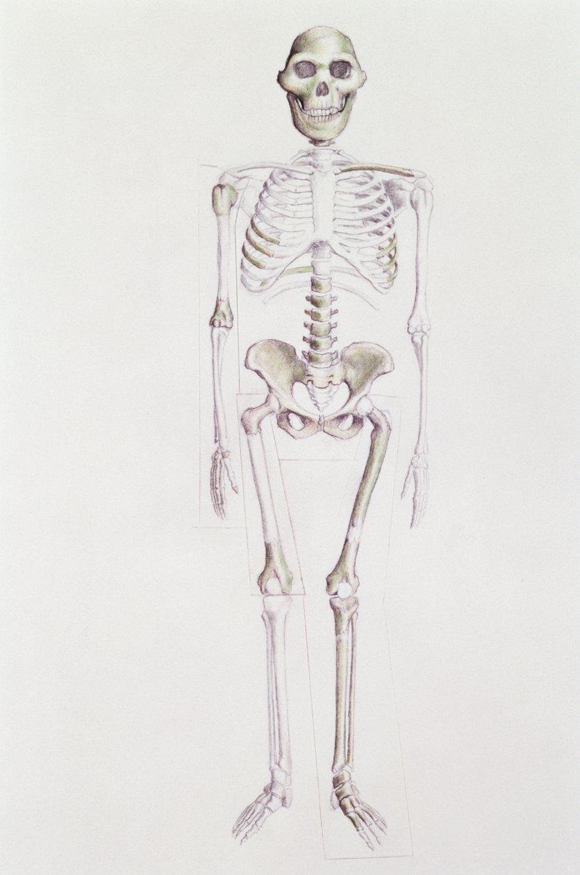 Scheletro di Australopithecus africanus da Unbekannt Unbekannt