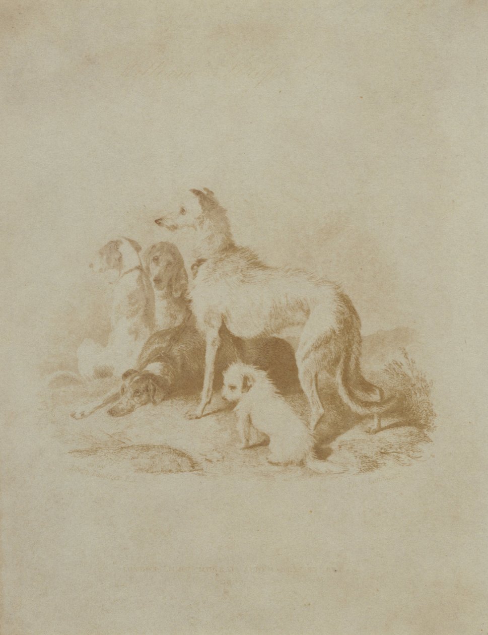 Un gruppo di cinque cani da Unbekannt Unbekannt