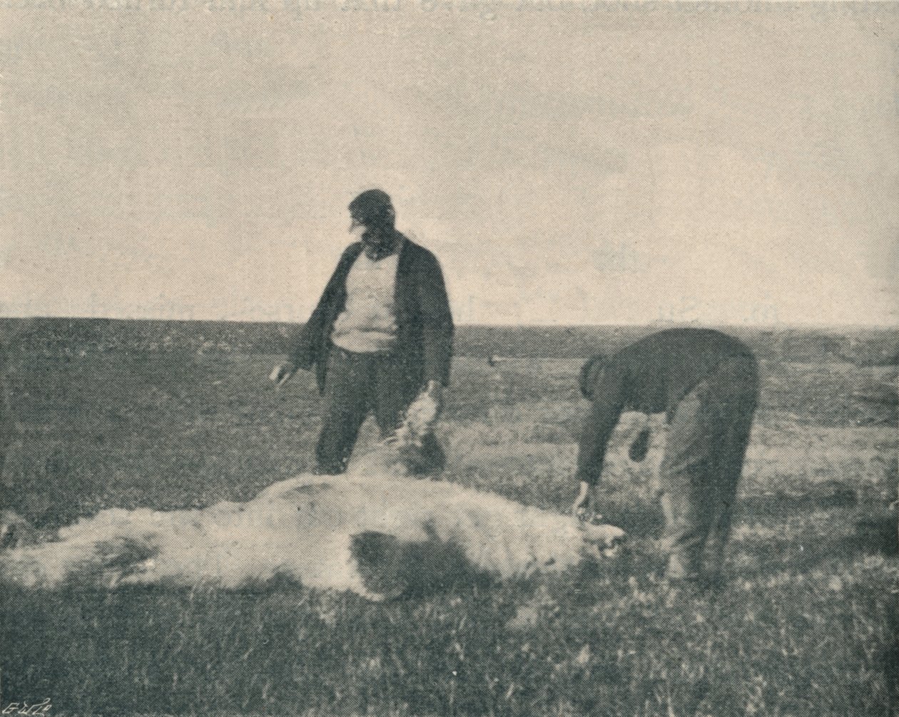 Un orso morto su Reindeer Island, 21 agosto 1893 da Unbekannt