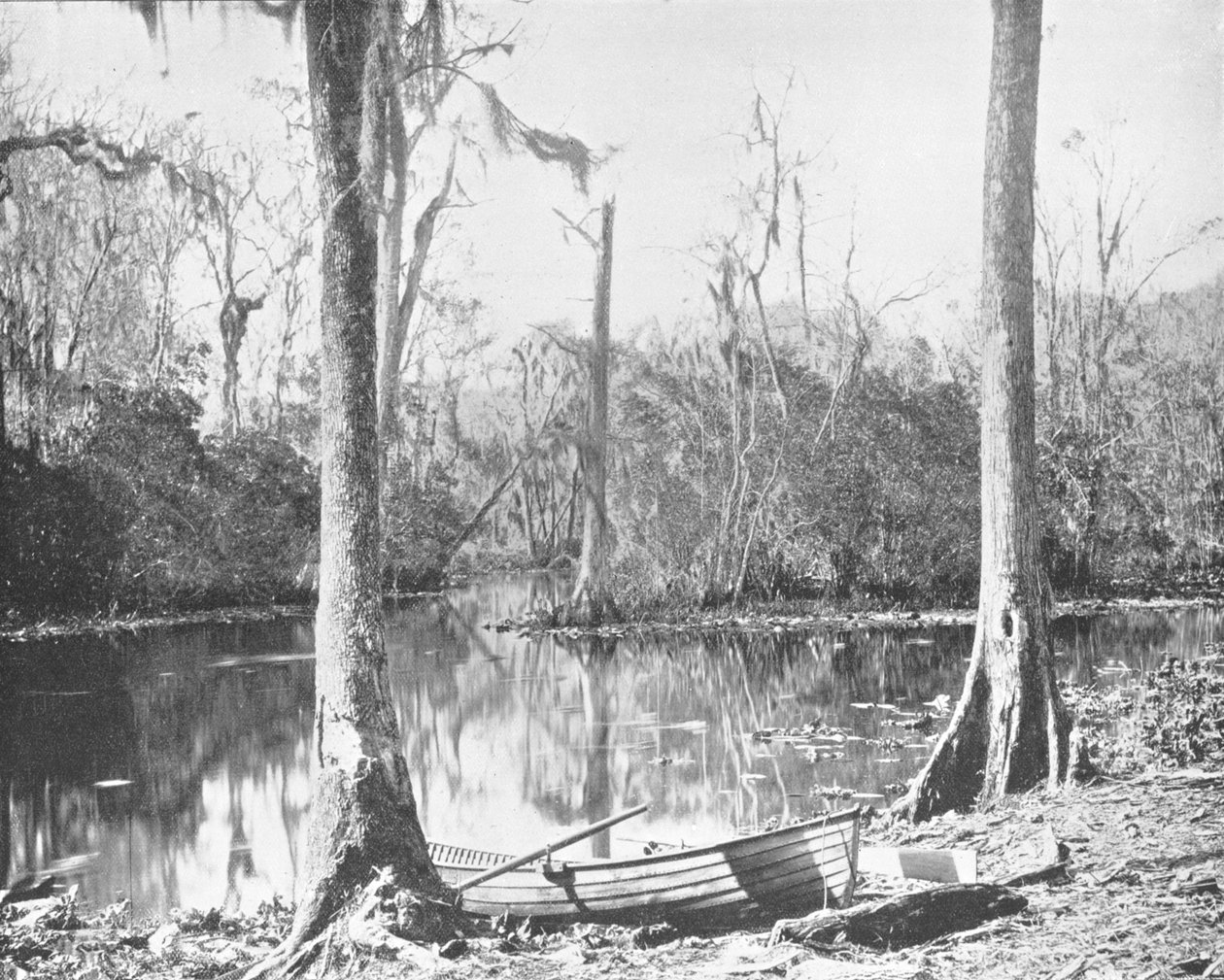 Un affluente del fiume St. Johns, Florida, USA, c1900 da Unbekannt