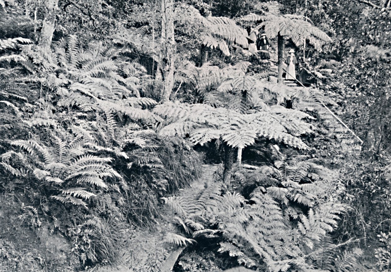 Una foresta di felci arboree, Leura, Montagne Blu da Unbekannt