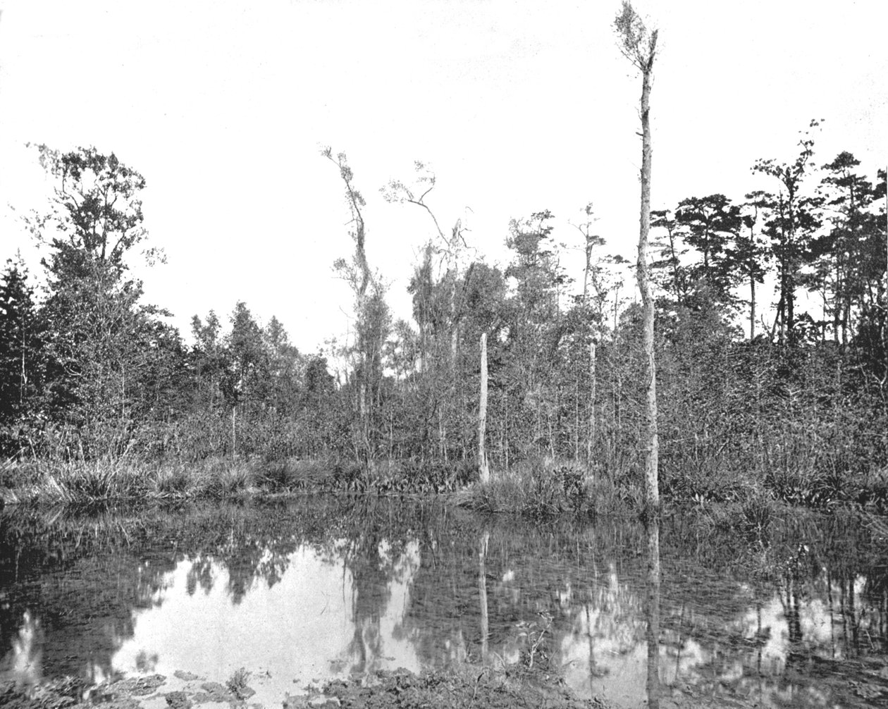Una palude della Louisiana, USA, c1900 da Unbekannt