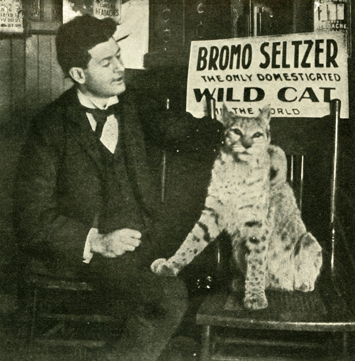 Un gatto selvatico domestico da Unbekannt