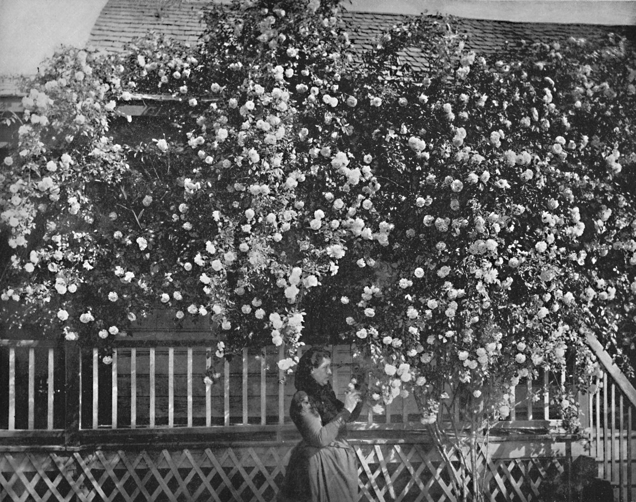 Una casa decorata con rose, California del Sud, c1897 da Unbekannt