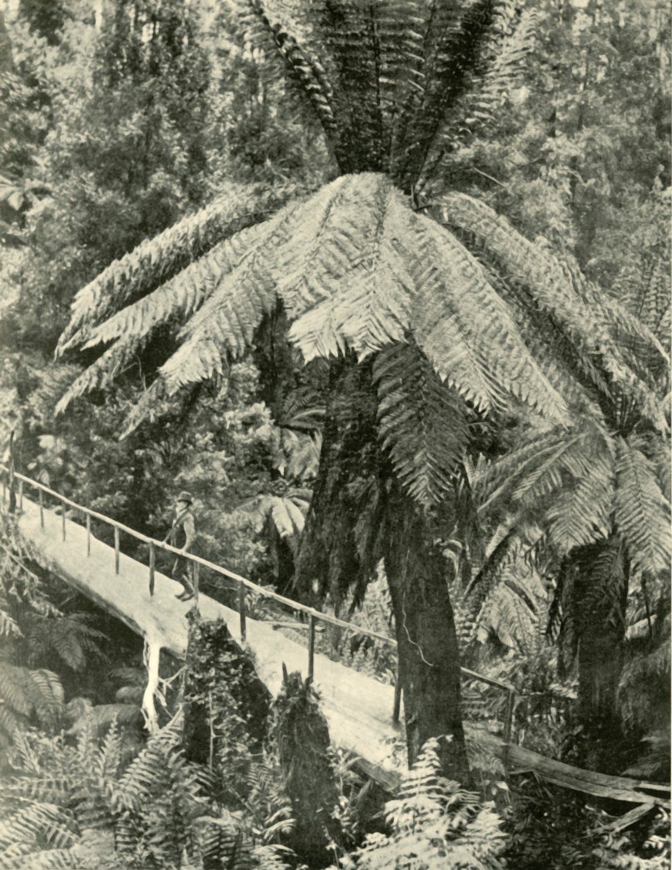 Un ponte rustico, 1901 da Unbekannt