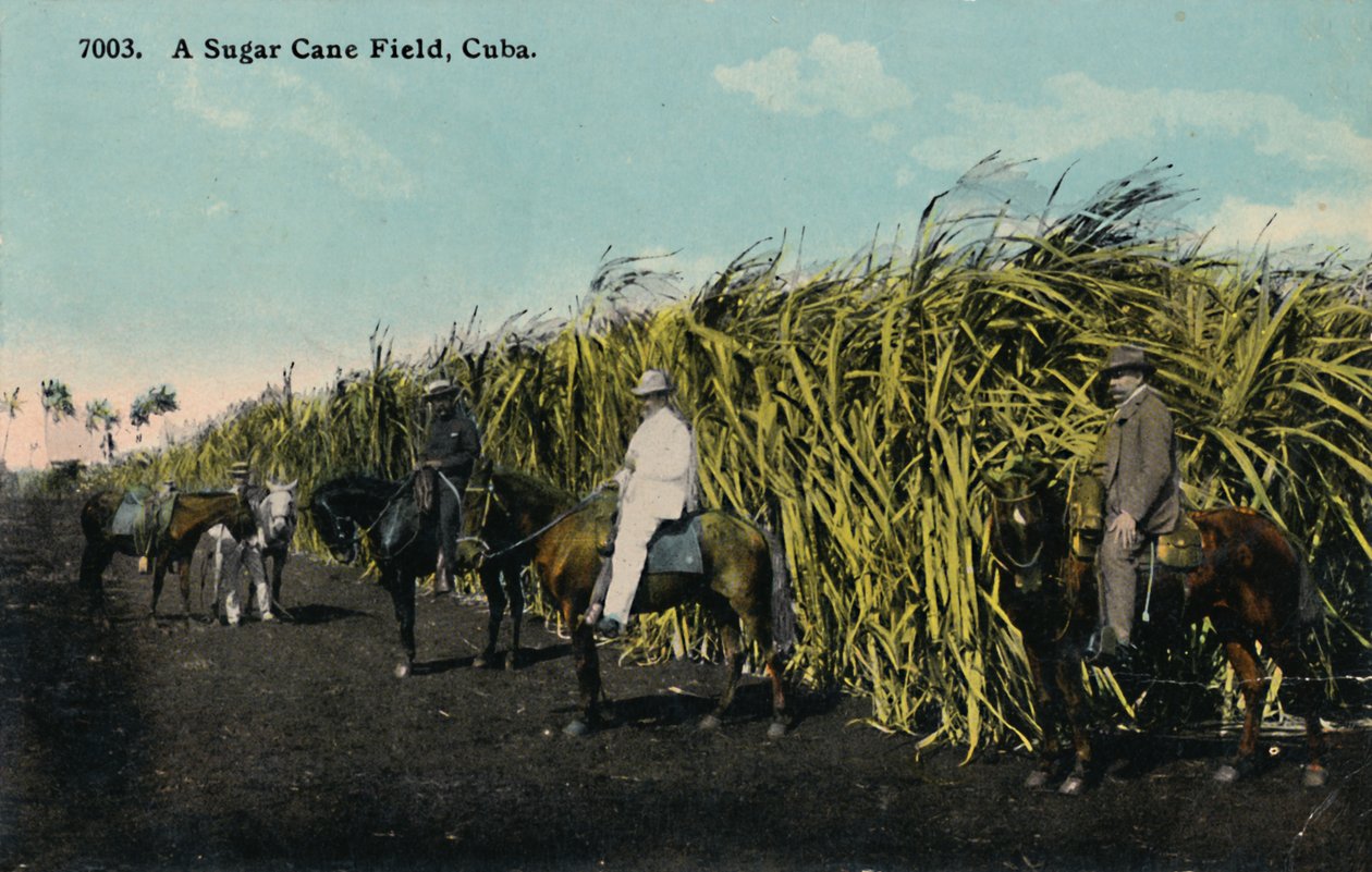Campo di canna da zucchero, Cuba da Unbekannt