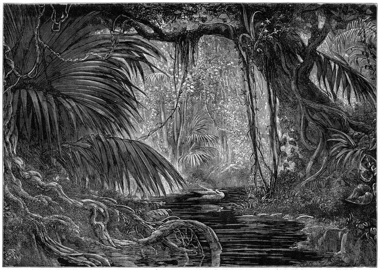 Scena forestale in Perù da Unbekannt