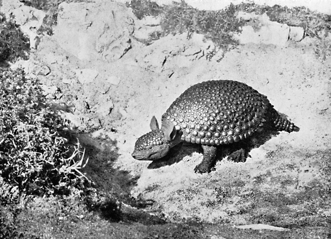 Un gliptodonte, XX secolo da Unbekannt